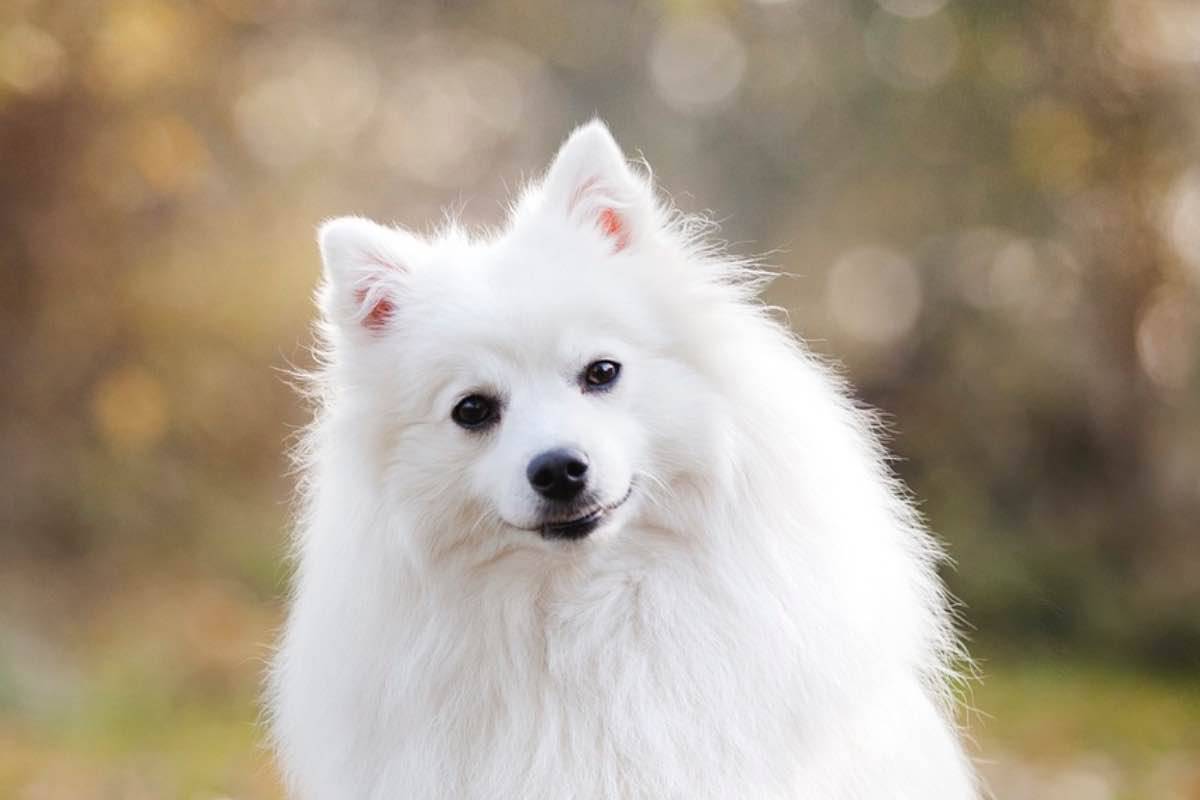 Cane bianco nel prato con un’espressione felice