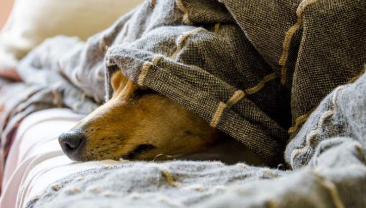 Cane dorme nel letto di casa 