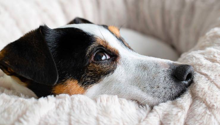 Jack Russell Terrier nel letto 