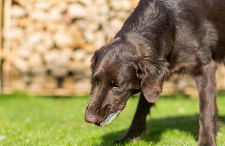 Vomito nel cane