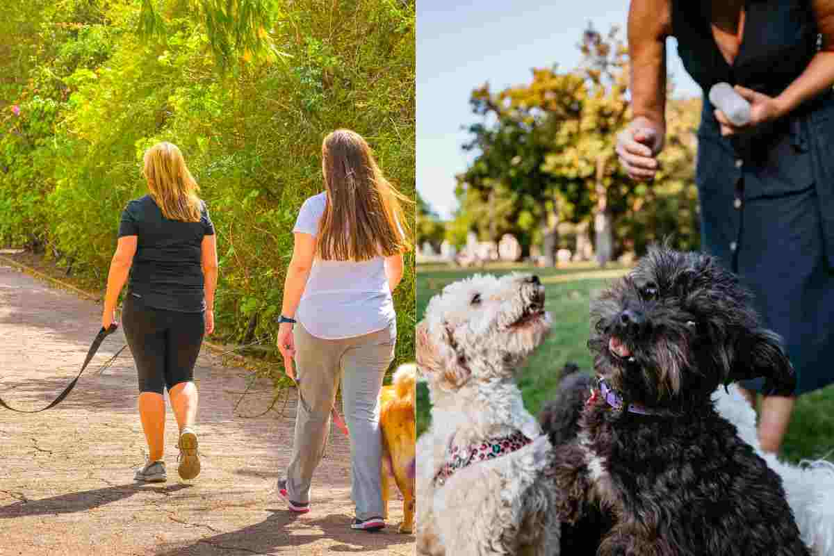 Cani al guinzaglio e al parco