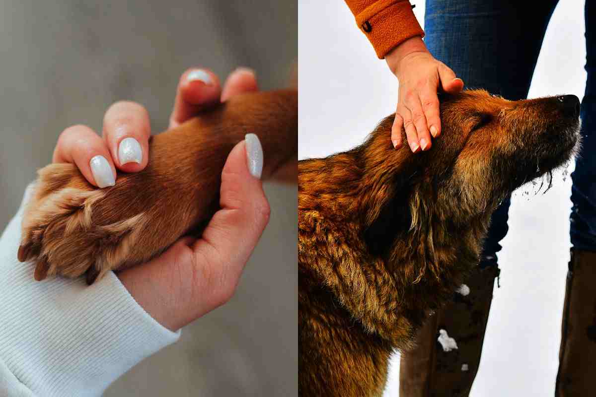 Cane porge la zampa e si fa coccolare