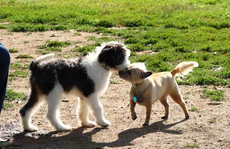 Cani liberi al parco