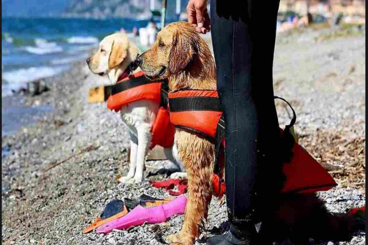 Cani da salvataggio salvano donna 