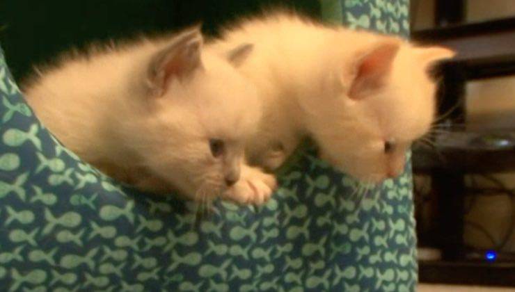 2 piccoli gatti bianchi in casa 