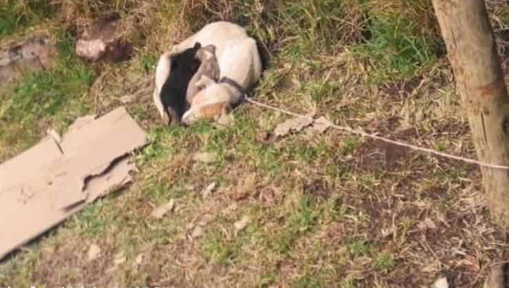 Cuccioli legati a un albero assieme alla loro mamma