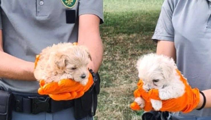 Agenti della Forestale mostrano i cuccioli sequestrati in Friuli 