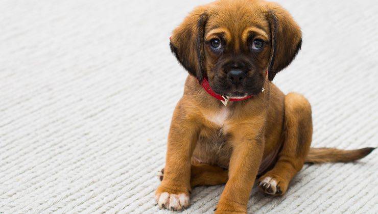 Cucciolo di cane sul pavimento di casa 