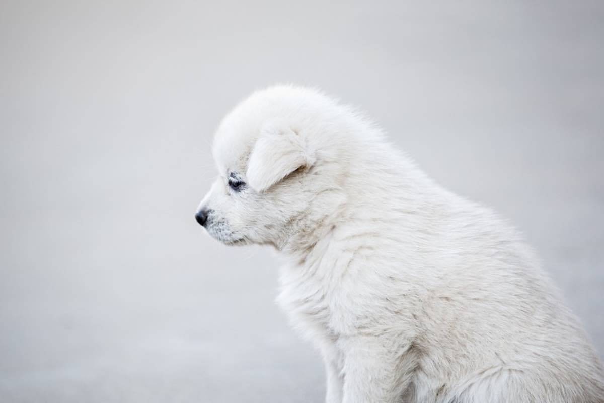 Cucciolo di cane bianco soffre la solitudine