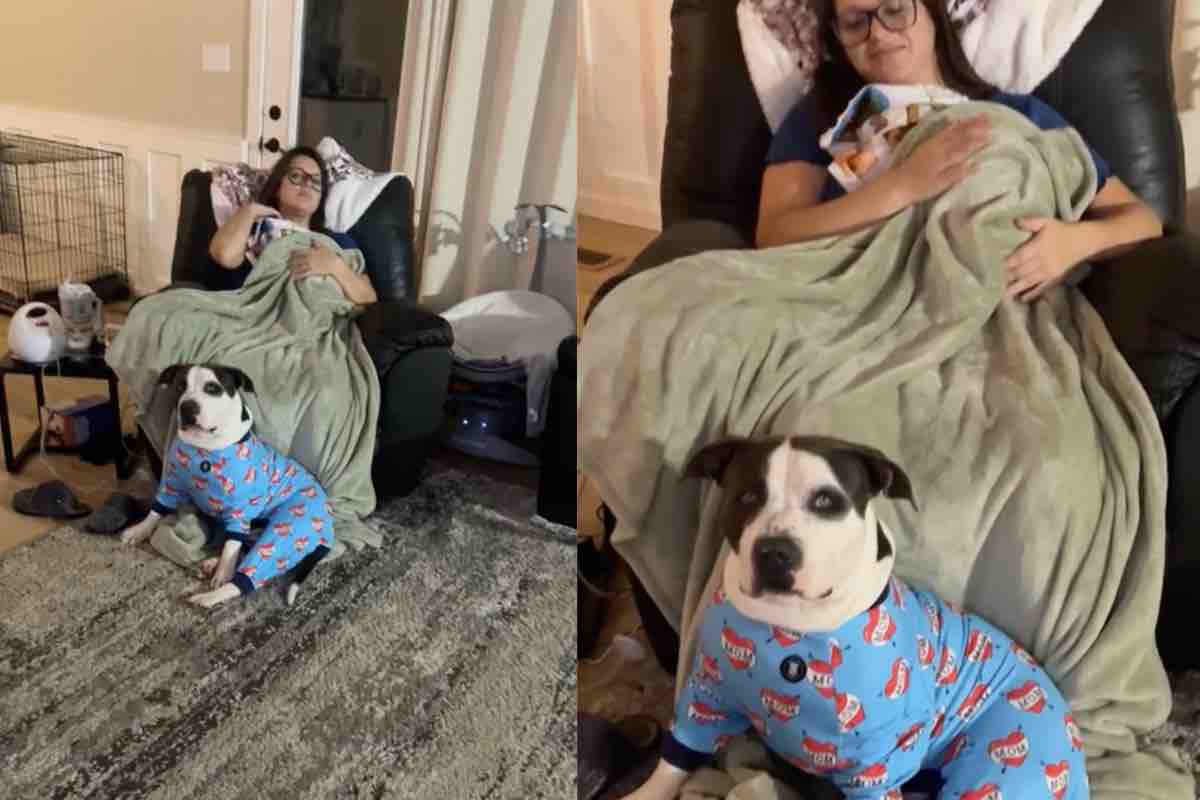 Pit bull ai piedi della poltrona con la mamma del suo fratellino