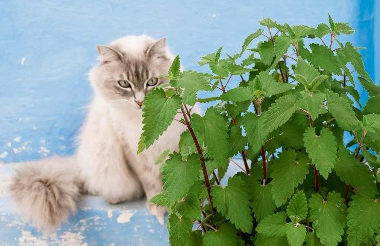 Gatto annusa erba gatta