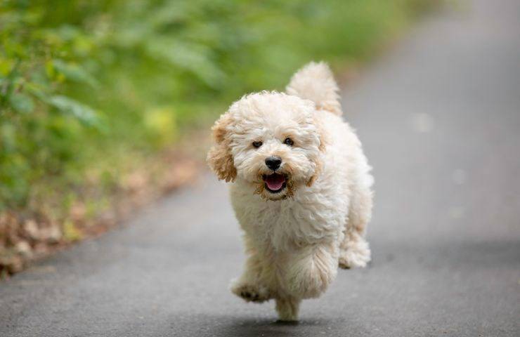 Maltipoo che corre