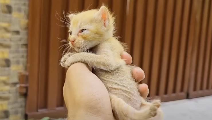 Piccolo gatto arancione in mani umane 