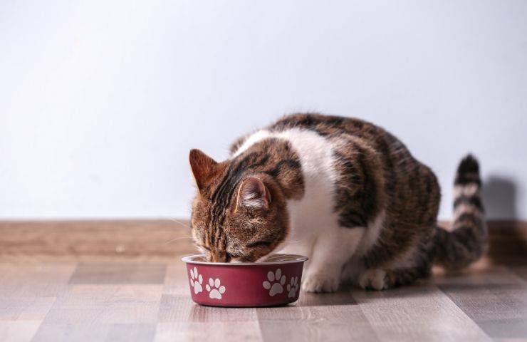 Gatto mangia dalla ciotola