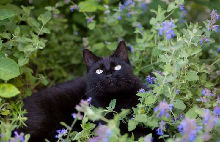 Gatto immerso nell'erba gatta