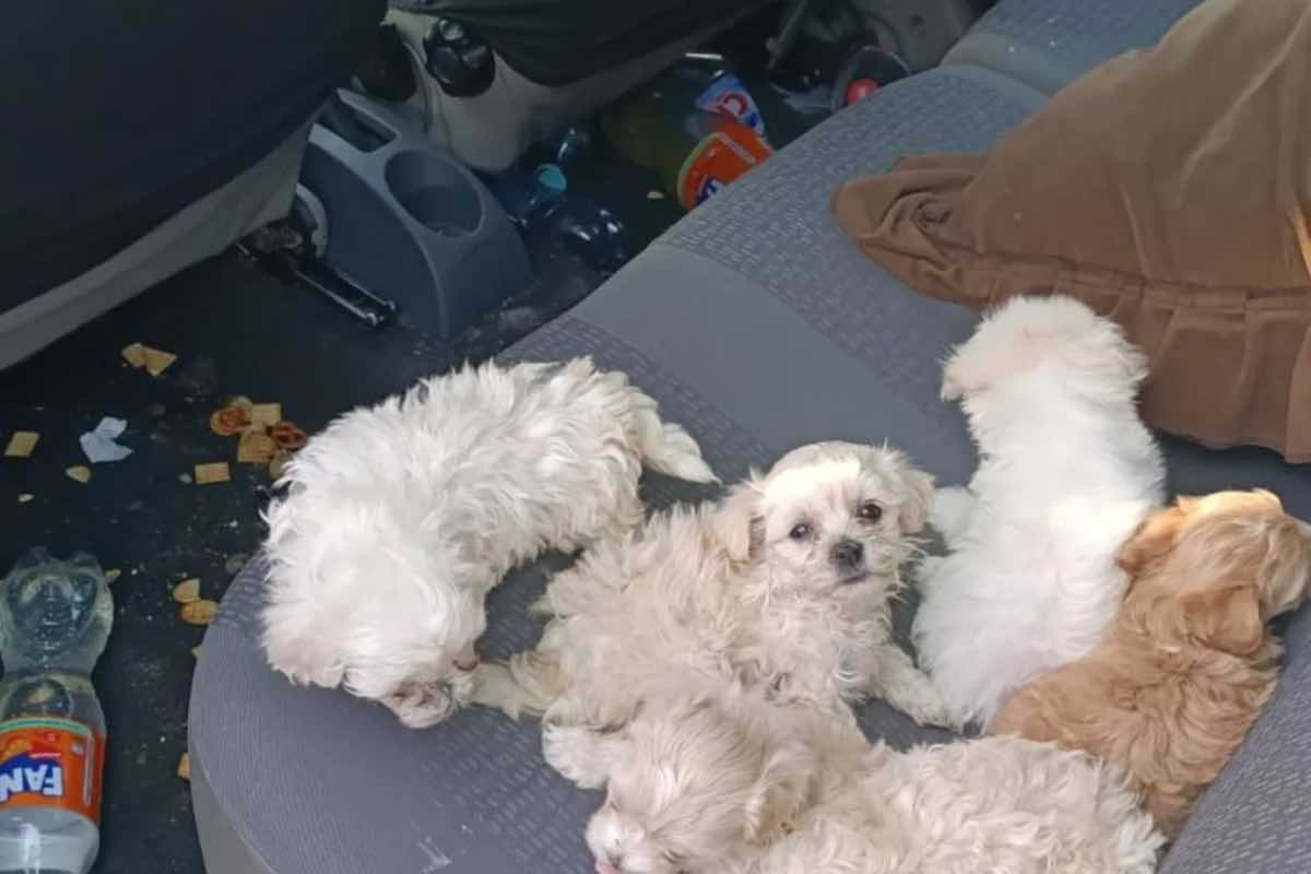 Cuccioli di Shih-Tzu e Maltese durante viaggio in macchina