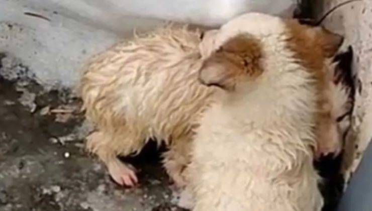 Cuccioli di cane di spalle nella neve 