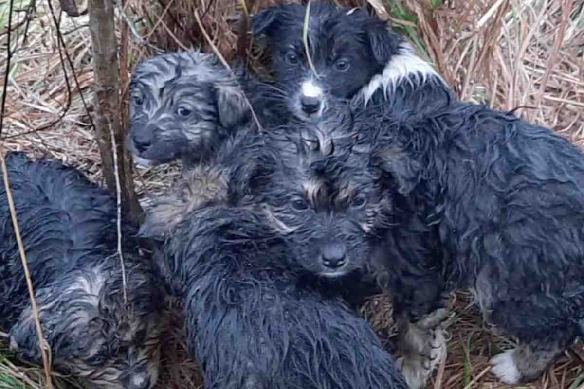 Cuccioli di cane bagnati dalla pioggia in montagna