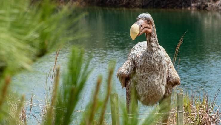 Dodo vicino a una sorgente d'acqua 