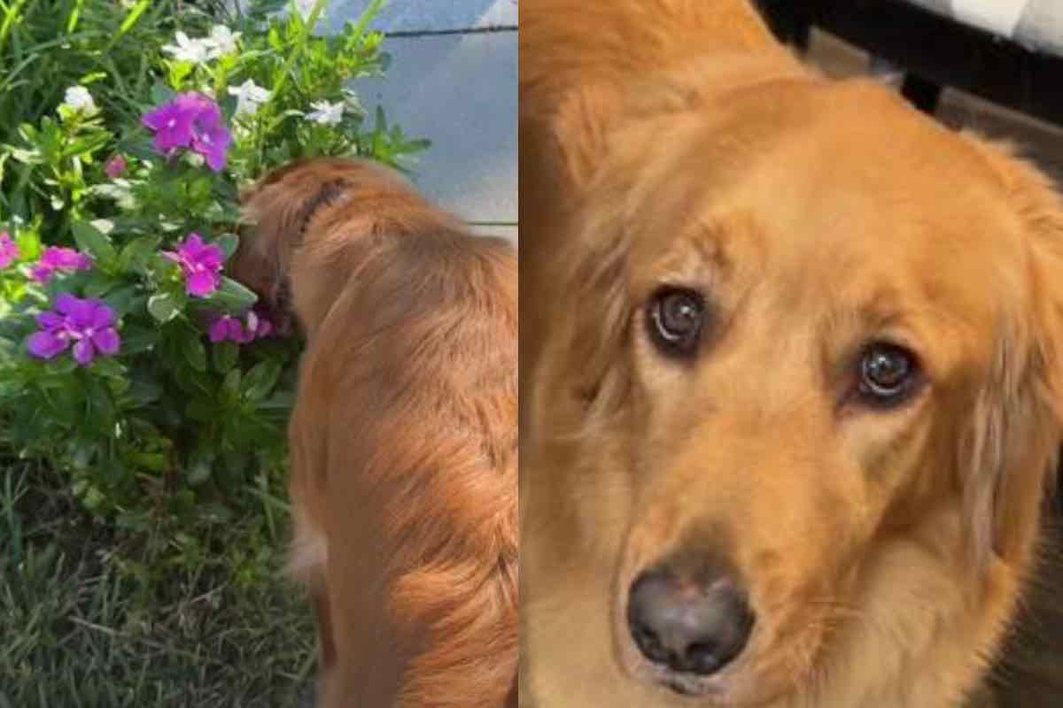 Golden Retriever con sguardo supplichevole annusa I fiori