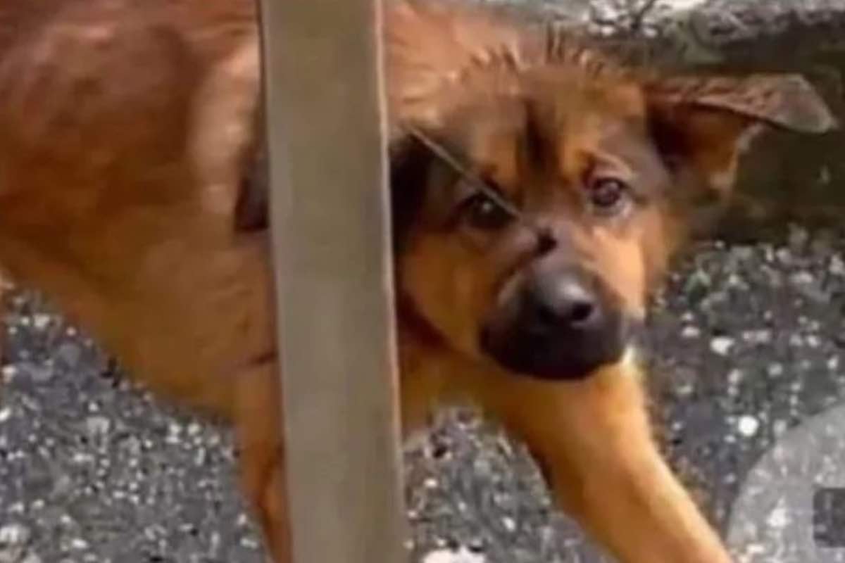 Cane ferito con una flangia in strada