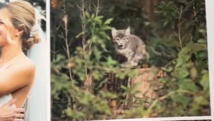 Gatto grigio striato guarda la sposa tra i cespugli