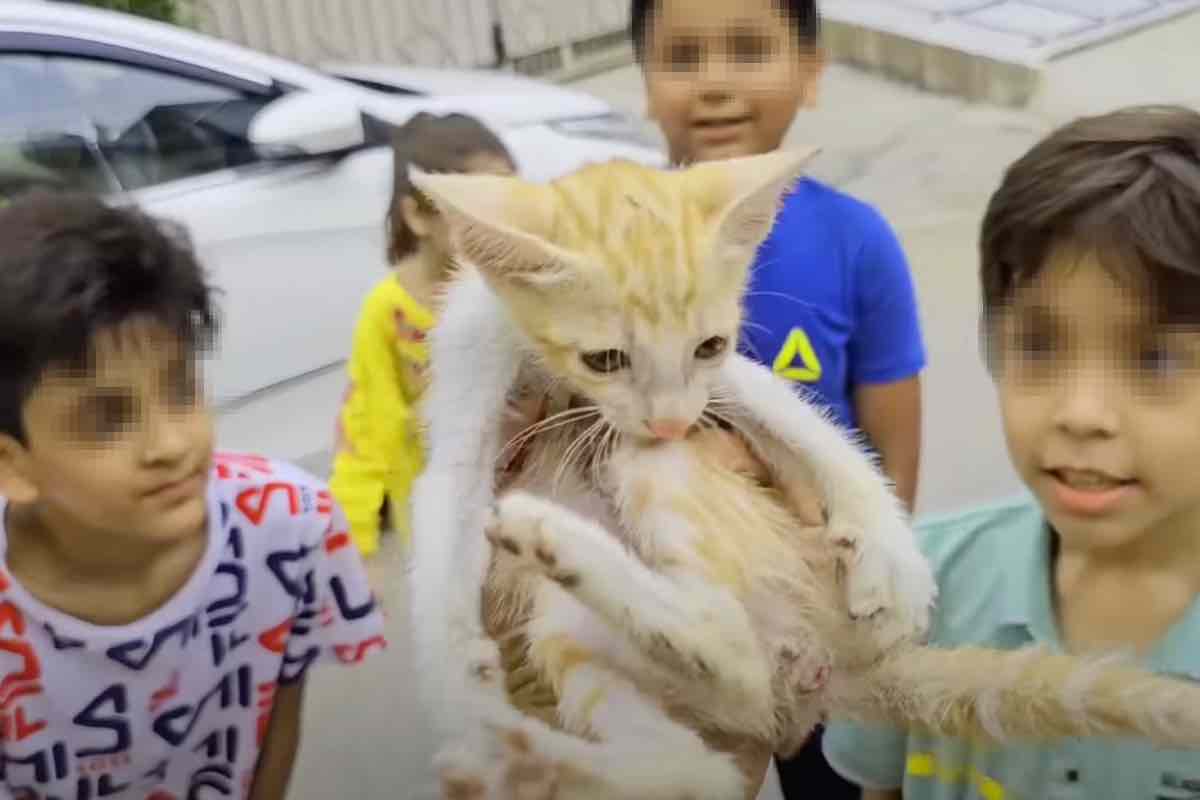 Gattino arancione tra la folla di bambini