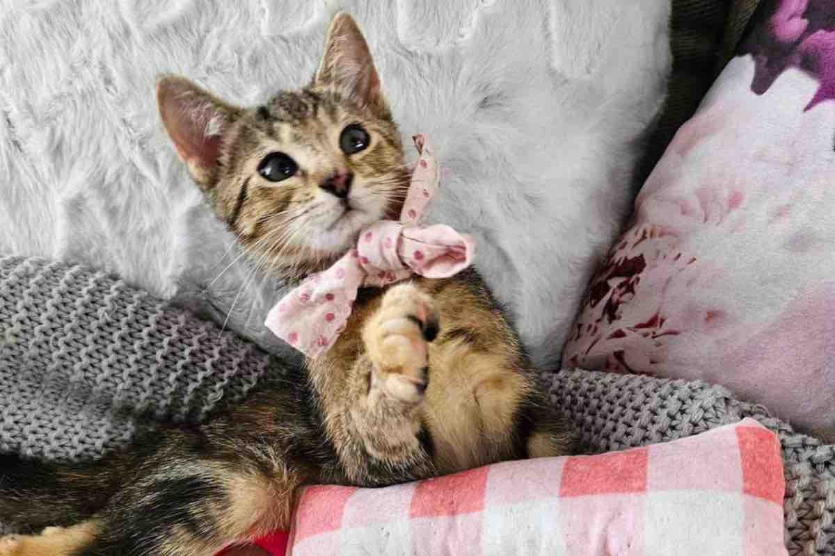 Gattino striato con zampetta storta tra i cuscini