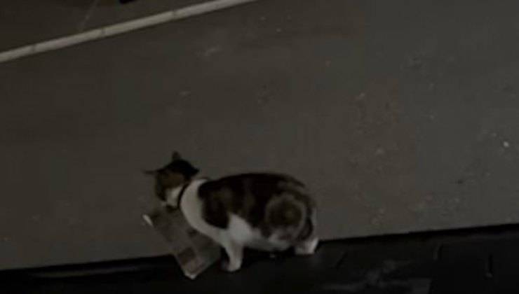 Gatto in strada mentre cammina con il biglietto 