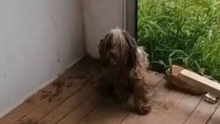 Cane da pastore bergamasco in una vecchia casa 