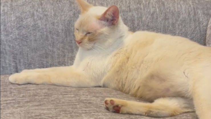 Gatto bianco con occhi chiusi e blush rosa 