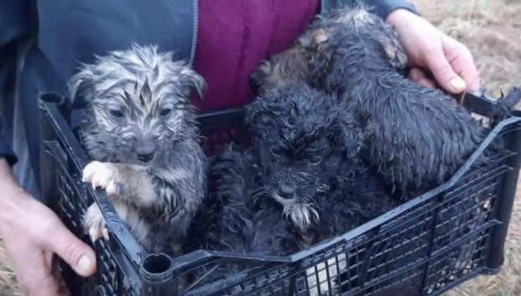 Soccorritore trasporta cuccioli di cane nella cassetta 