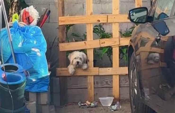 Un cucciolo Bianco è stato trovato a vivere in una sorta di cunicolo