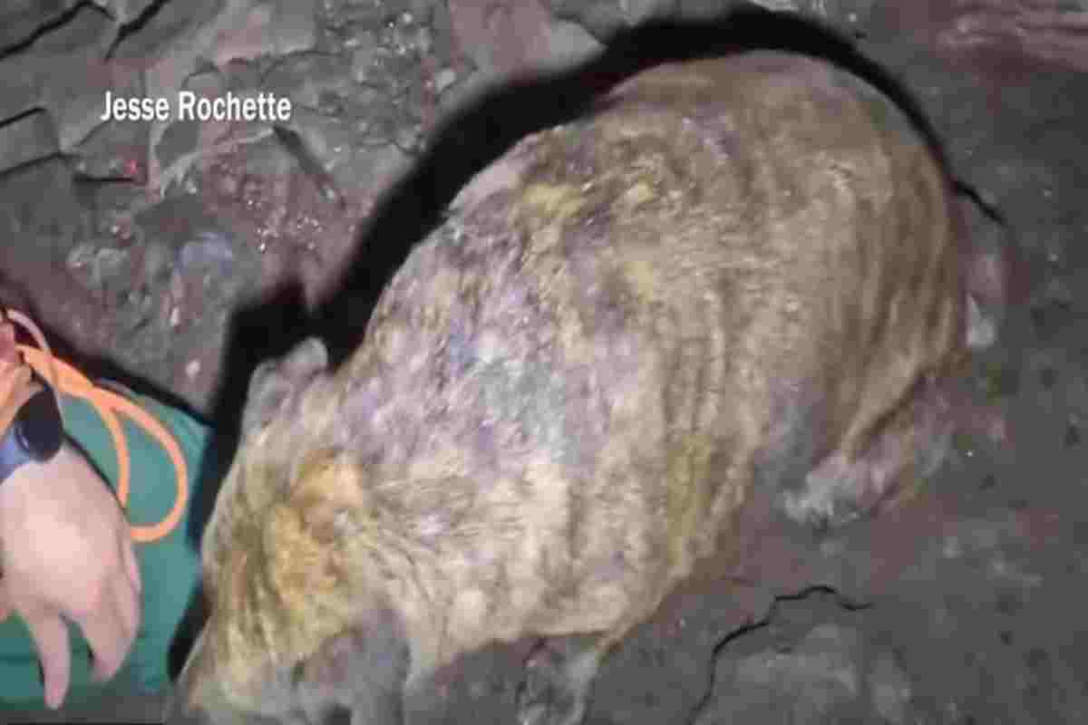 Cucciolo intrappolato in una grotta