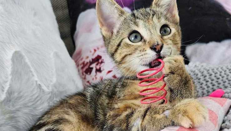 Gattino striato con molla tra i cuscini 