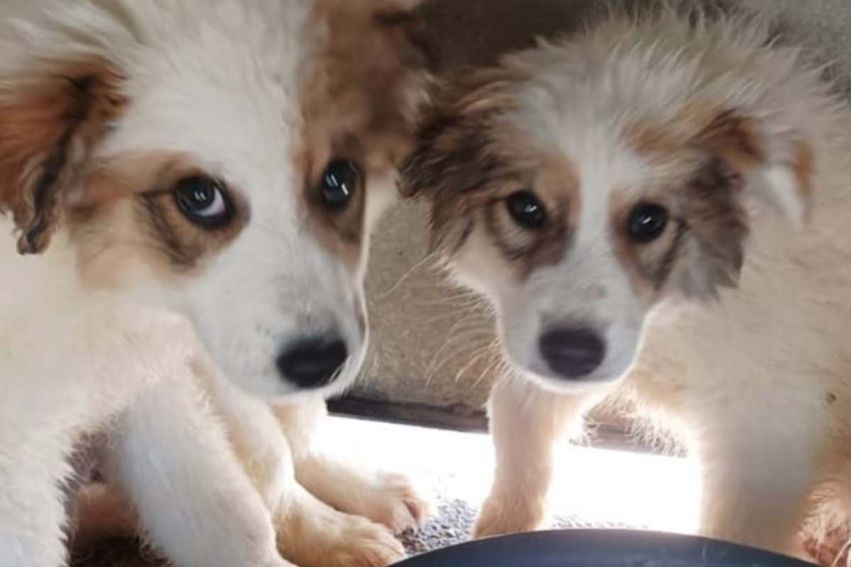 Cuccioli di cane dal pelo bianco e marrone