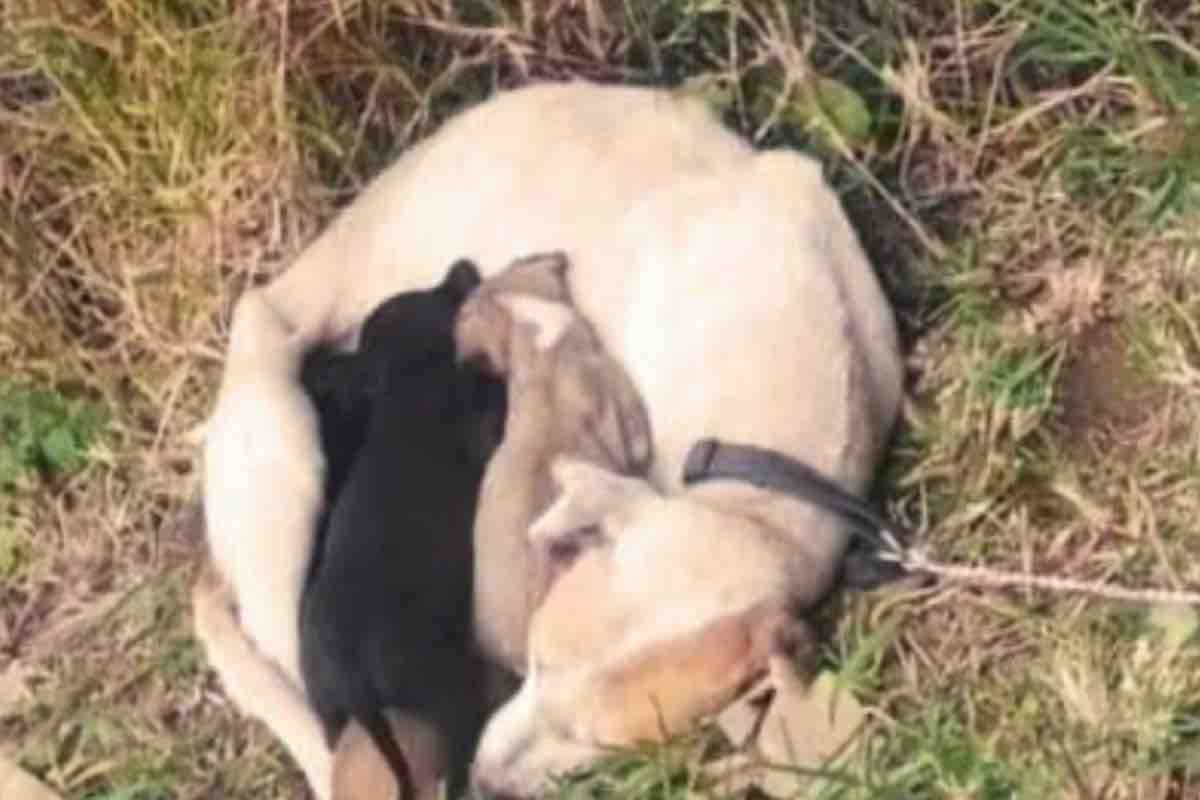 Cane legato a un albero si stringe ai suoi piccoli