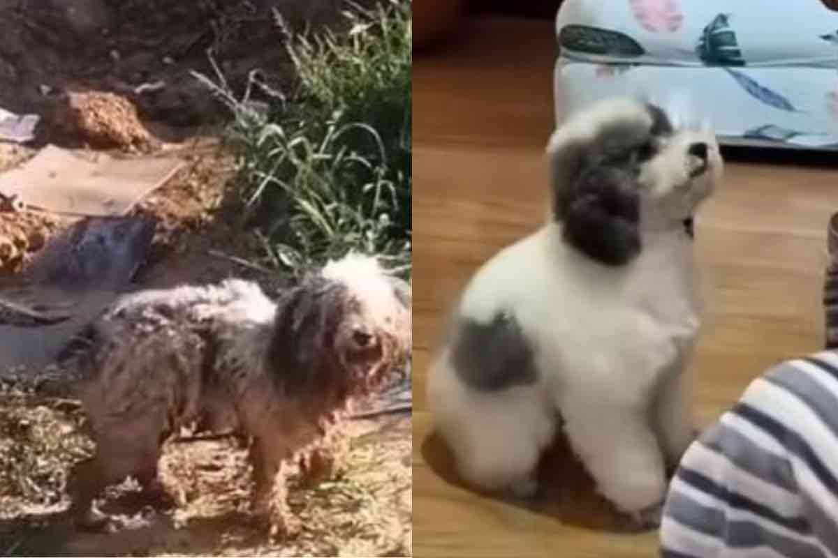 Il cambiamento del cane abbandonato nella vecchia casa