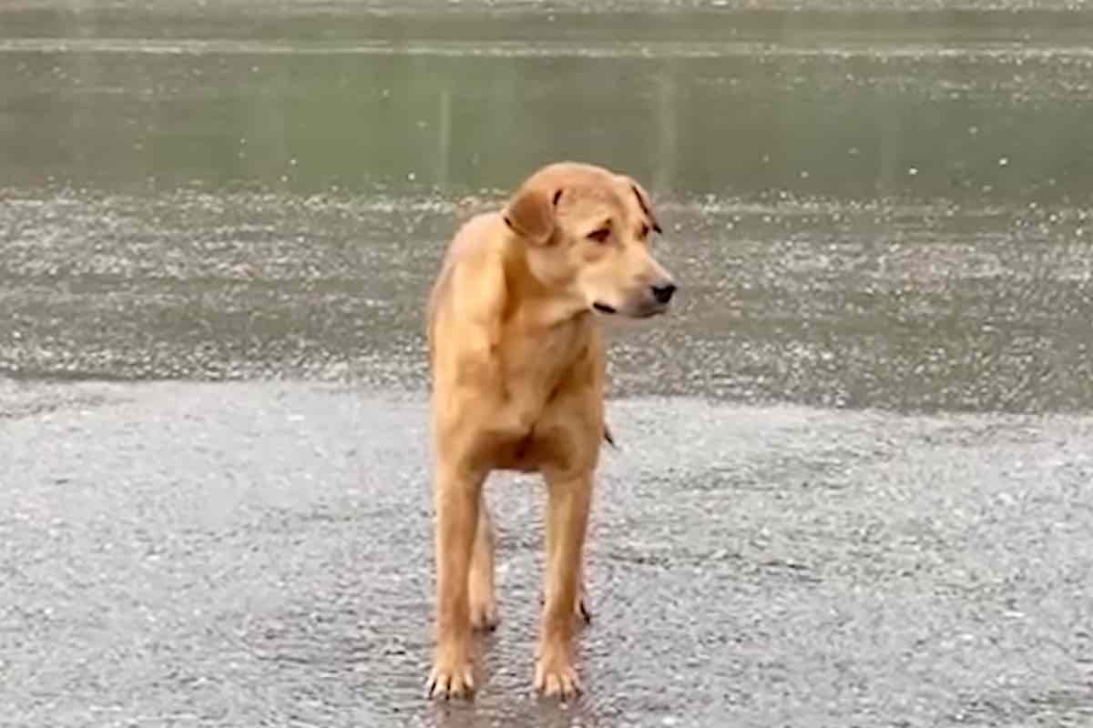 Cane triste e solo sotto la pioggia in strada