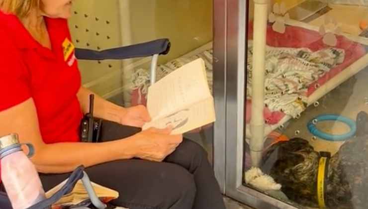 Volontaria legge un libro al cane che dorme nel box 