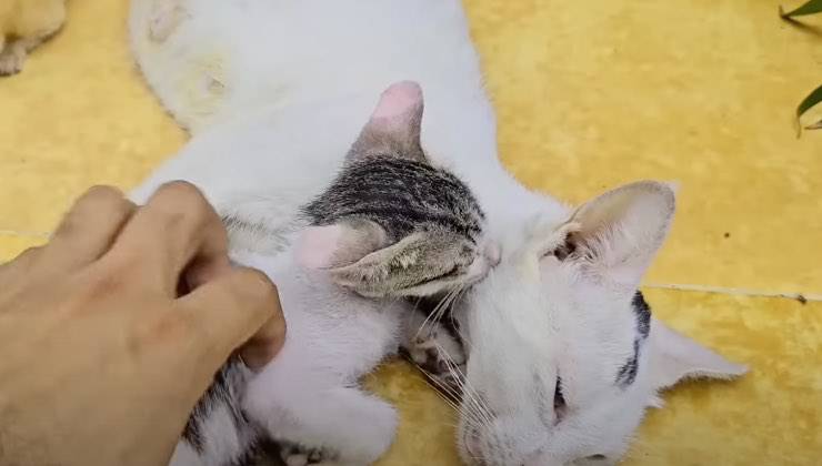 Cucciolo accanto al gatto bianco a terra 