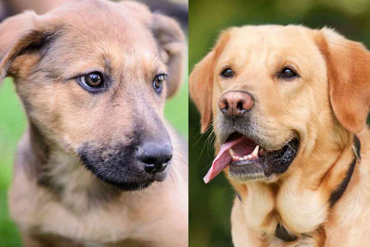 Meticcio e cane di razza pura