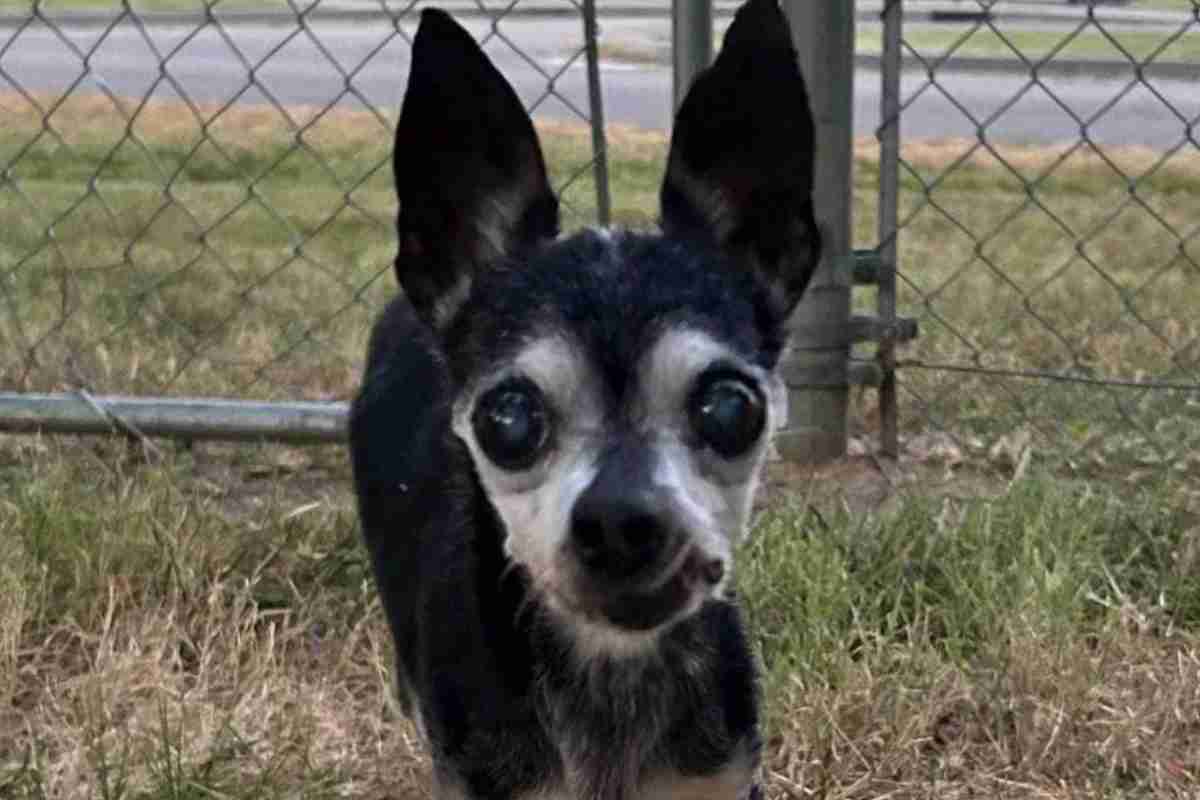 Il ritrovamento del cane anziano abbandonato