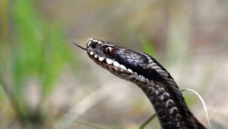 Uno degli occhi eterotermi della vipera in natura 