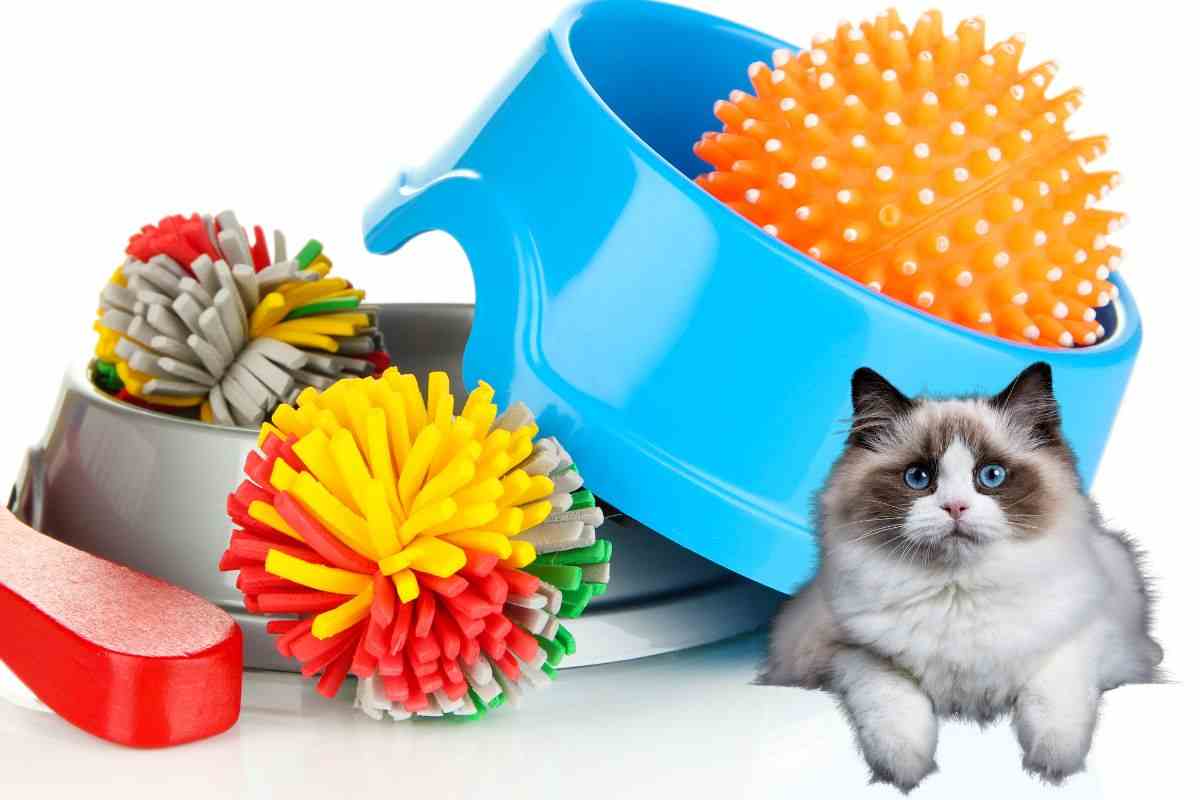 Giochi e oggetti per il gatto