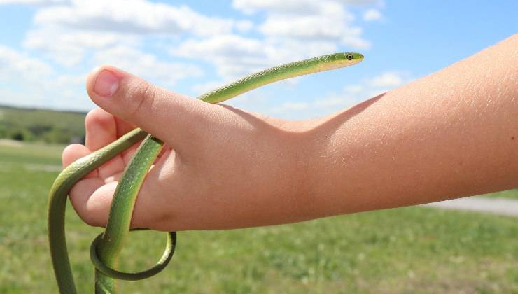 serpente Opheodrys aestivus