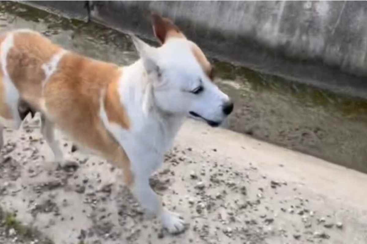 Cane in cerca di aiuto per i suoi piccoli