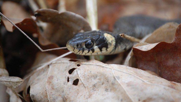 Vipera di piccole dimensioni tra le foglie marroni 