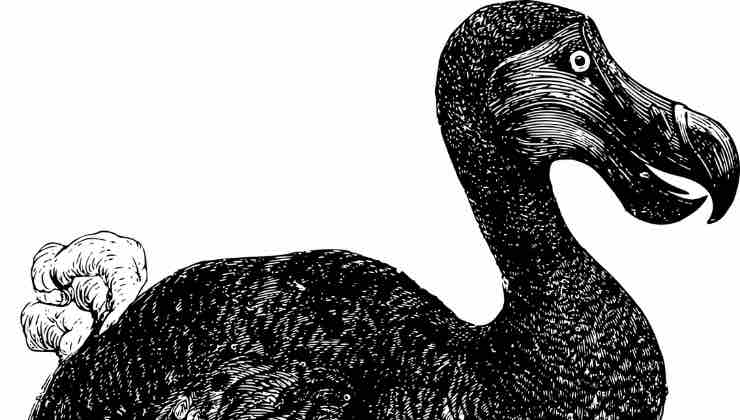 Disegno nero su bianco della sagoma di un Dodo 