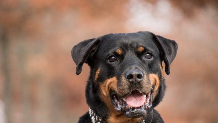 Razza di cane che indossa spesso il collare a strozzo 